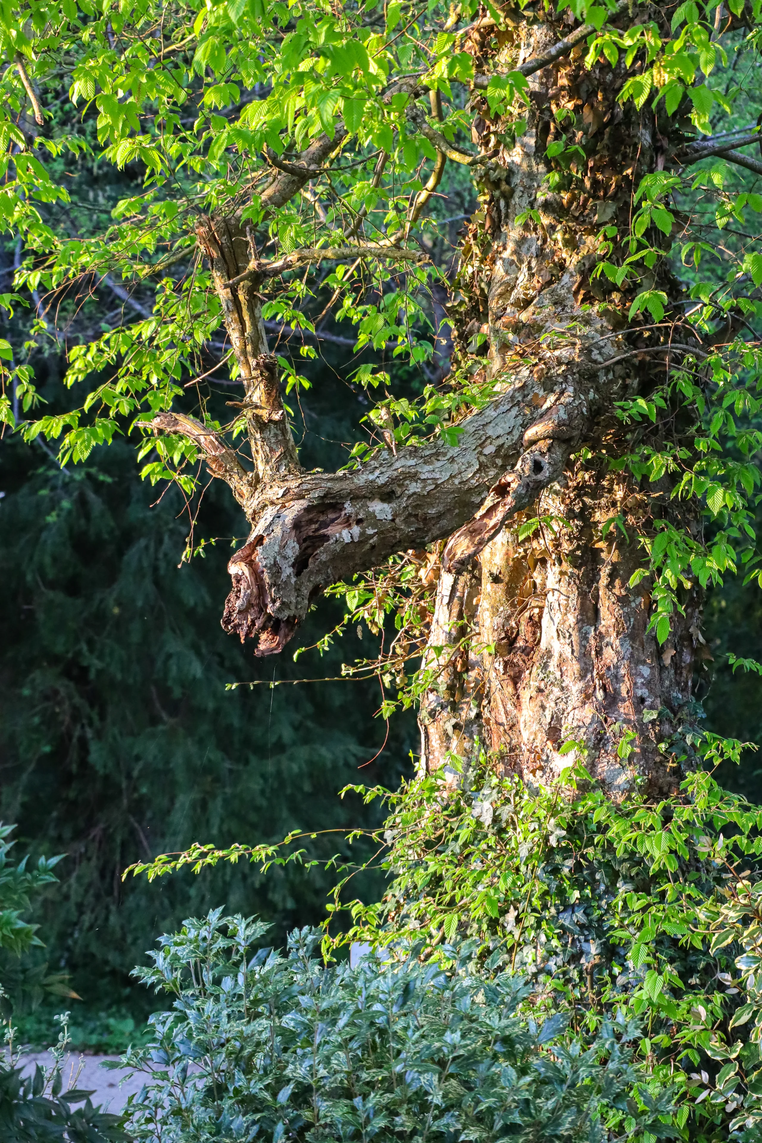 Tronc d’arbre avec branche brisée en forme d’animal