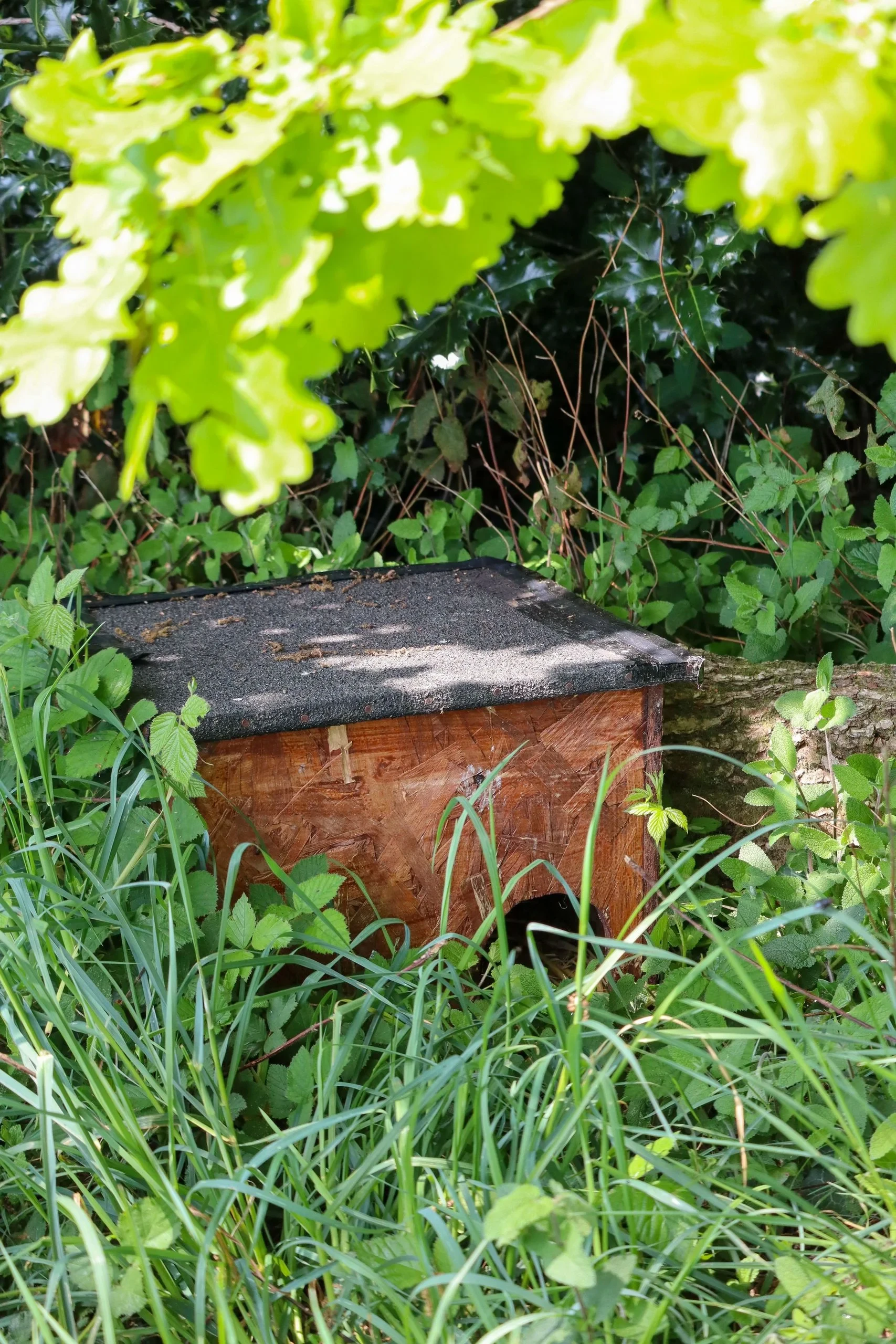 Petite cabane en bois dans jardin sauvage