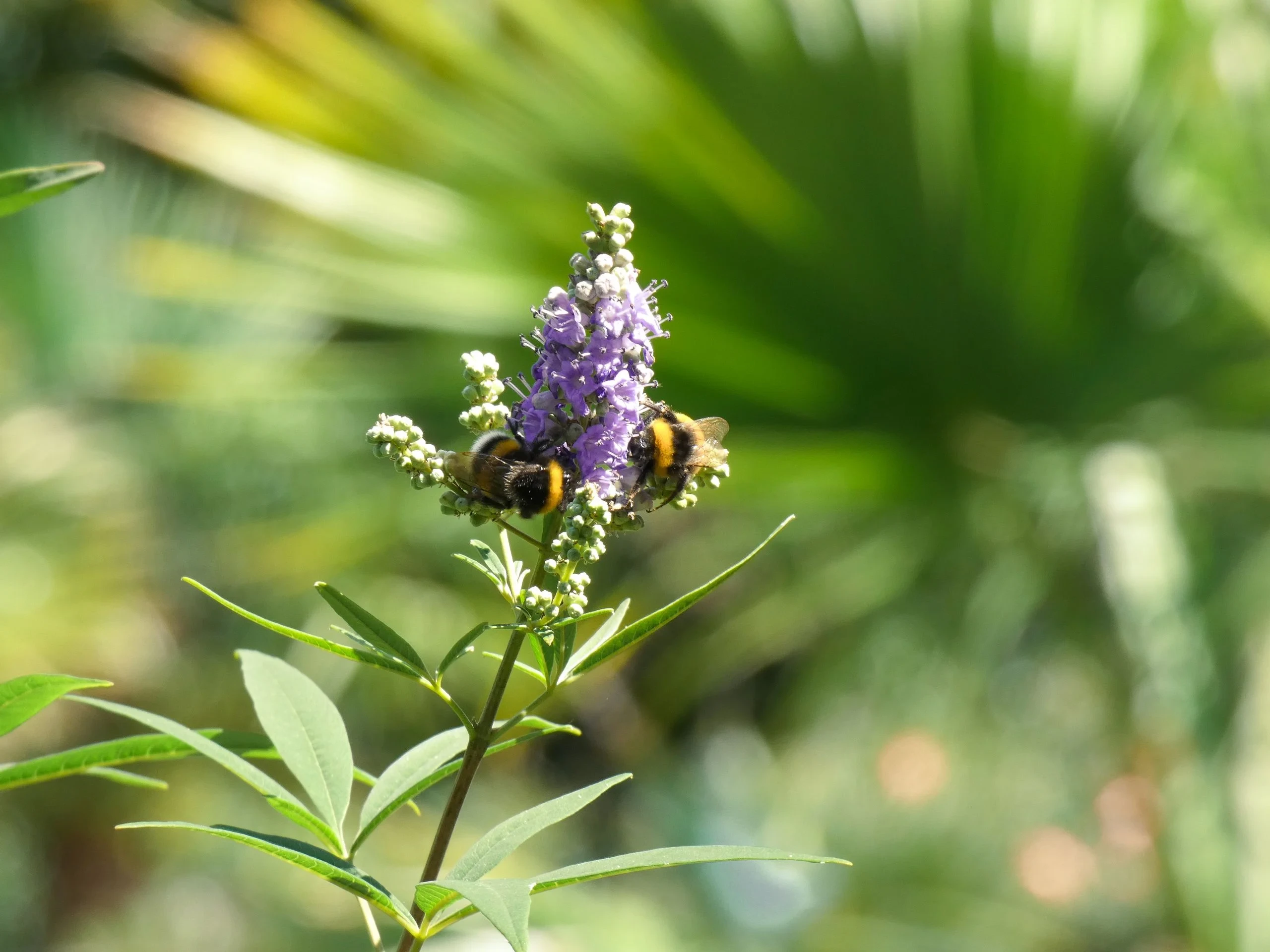 Deux bourdons sur fleur violette ensoleillée