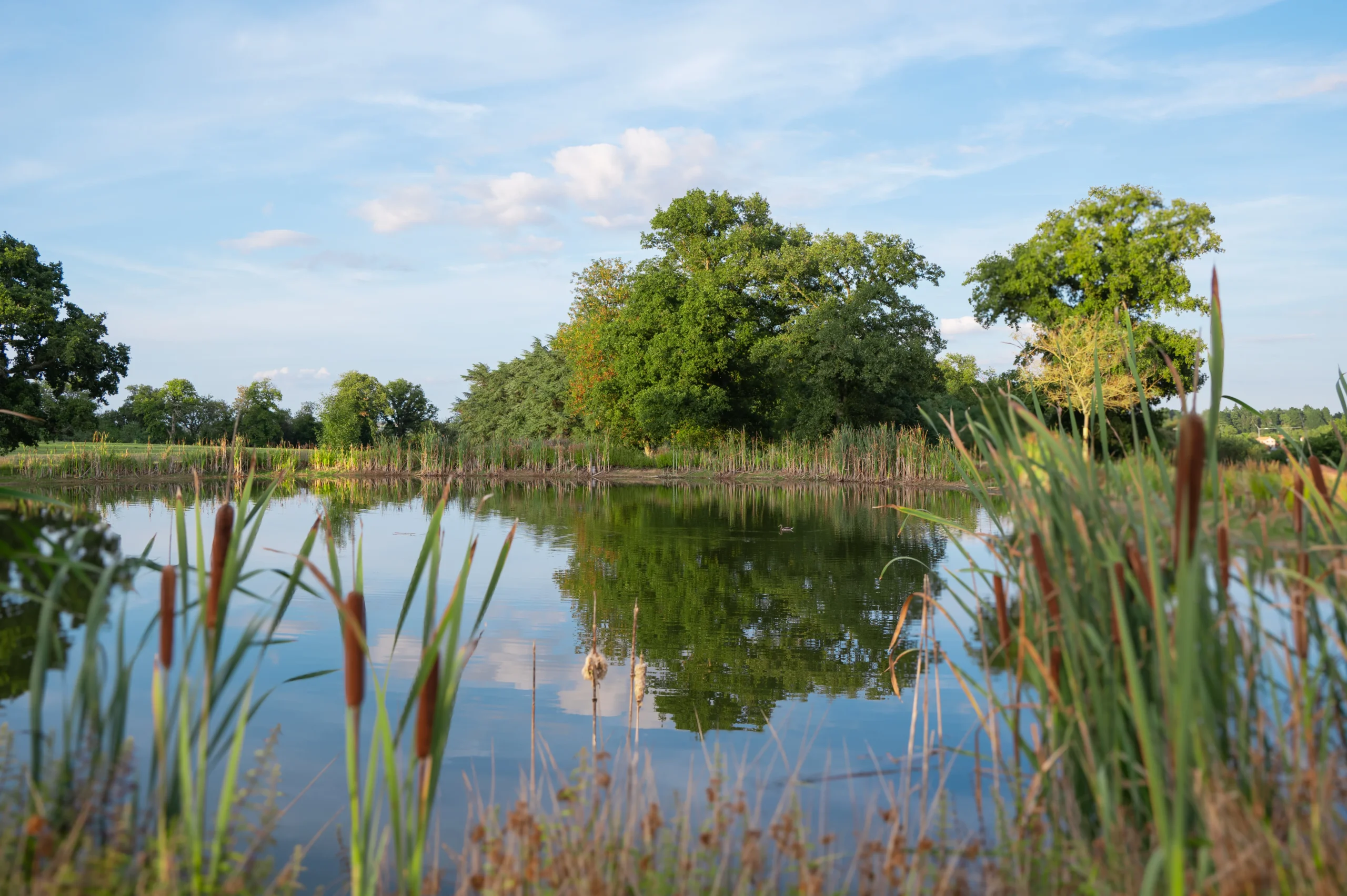 Étang calme entouré d’arbres et de roseaux