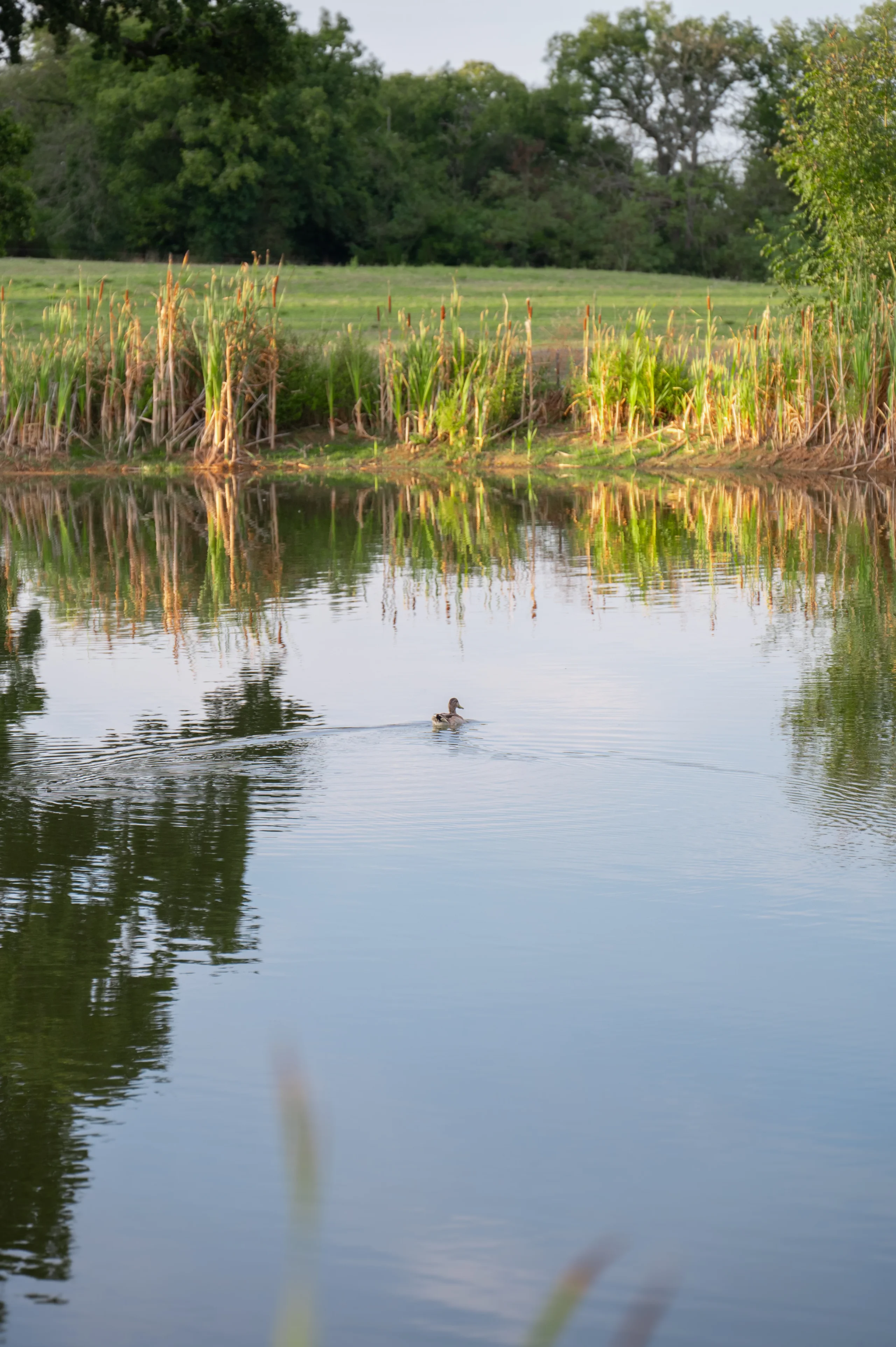 Canard nageant sur étang entouré de roseaux