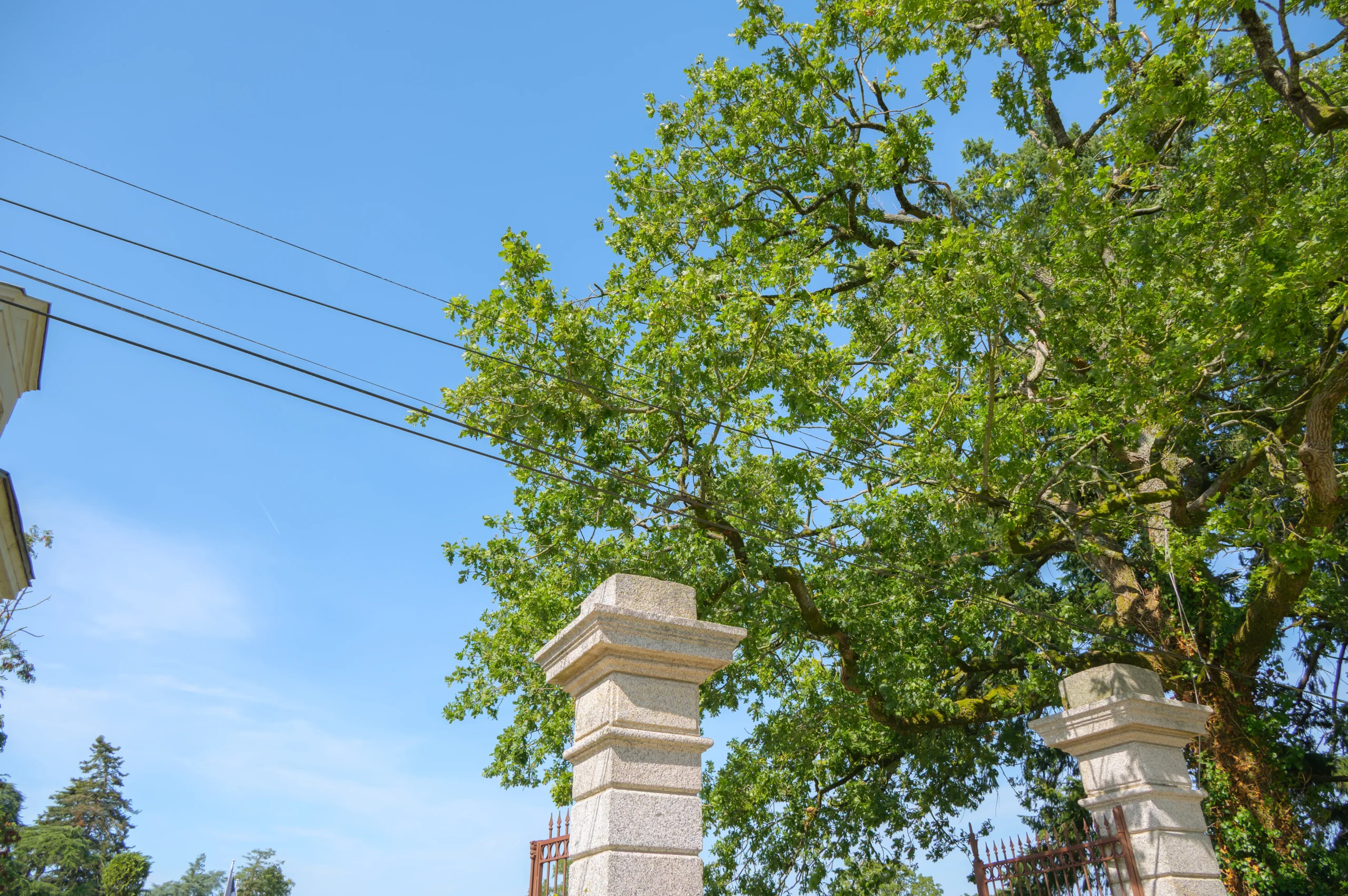Grand arbre et piliers en pierre sous ciel bleu