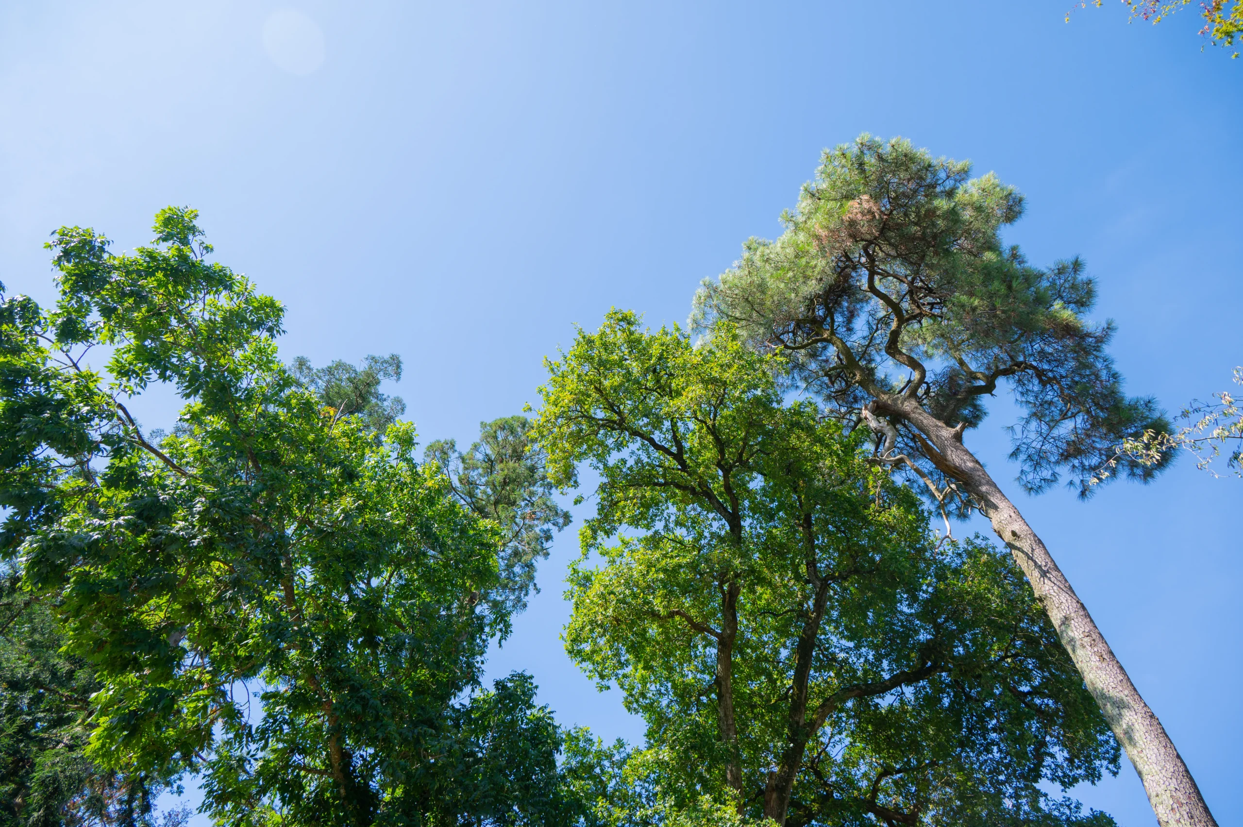 Cimes d’arbres verdoyants sous ciel bleu clair