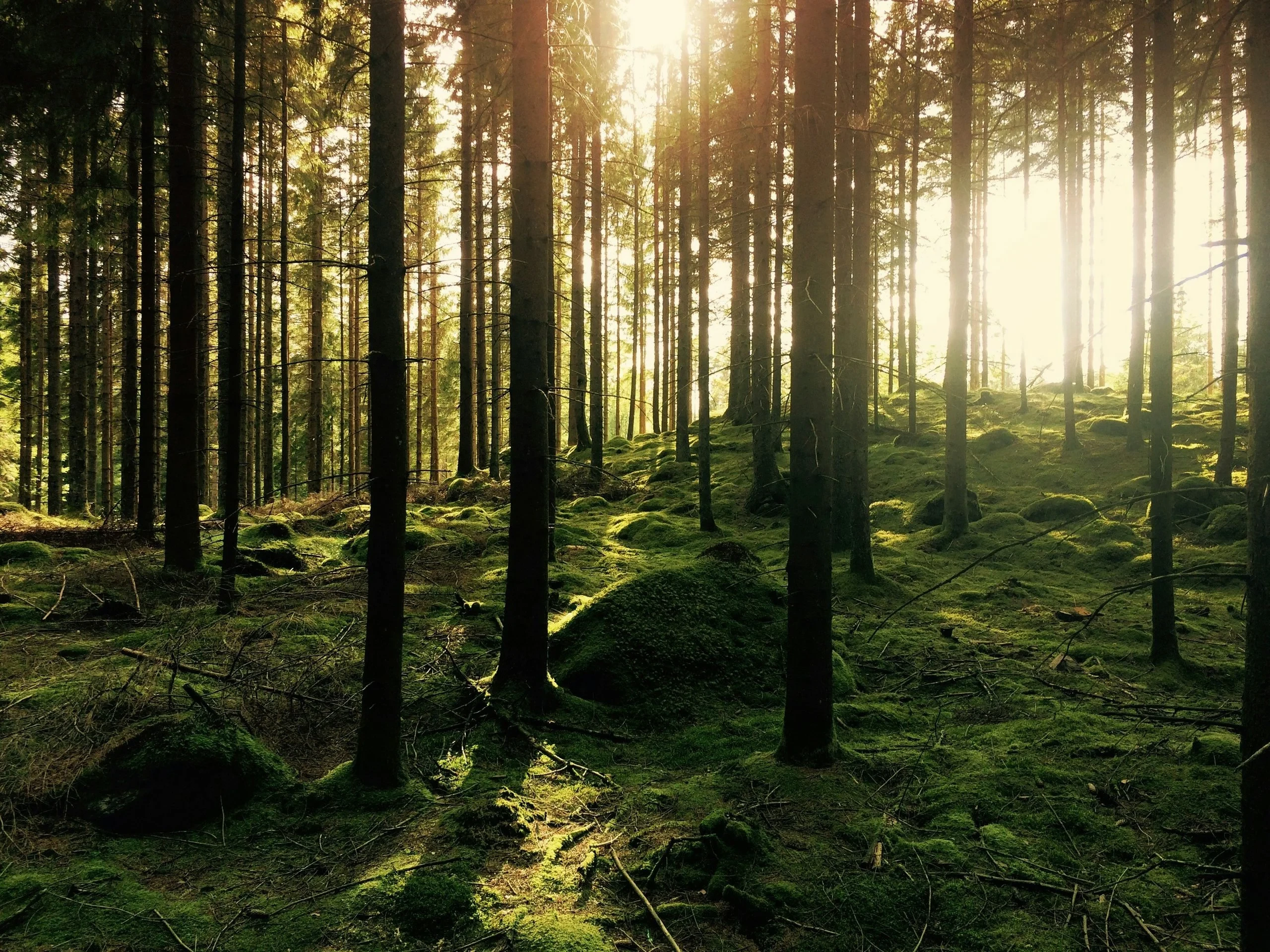 Forêt de pins illuminée par le soleil
