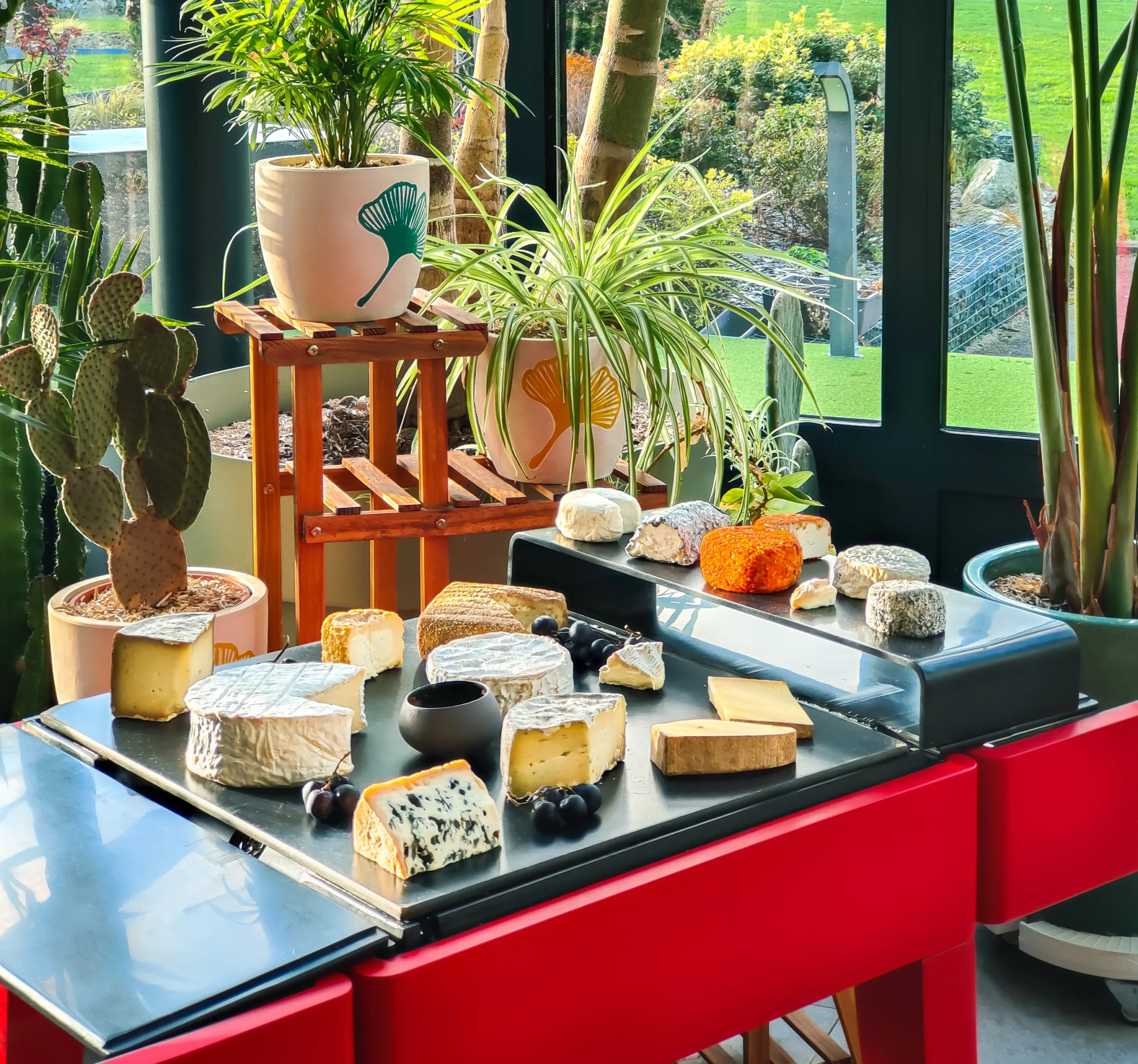 Plateaux de fromages variés près de plantes