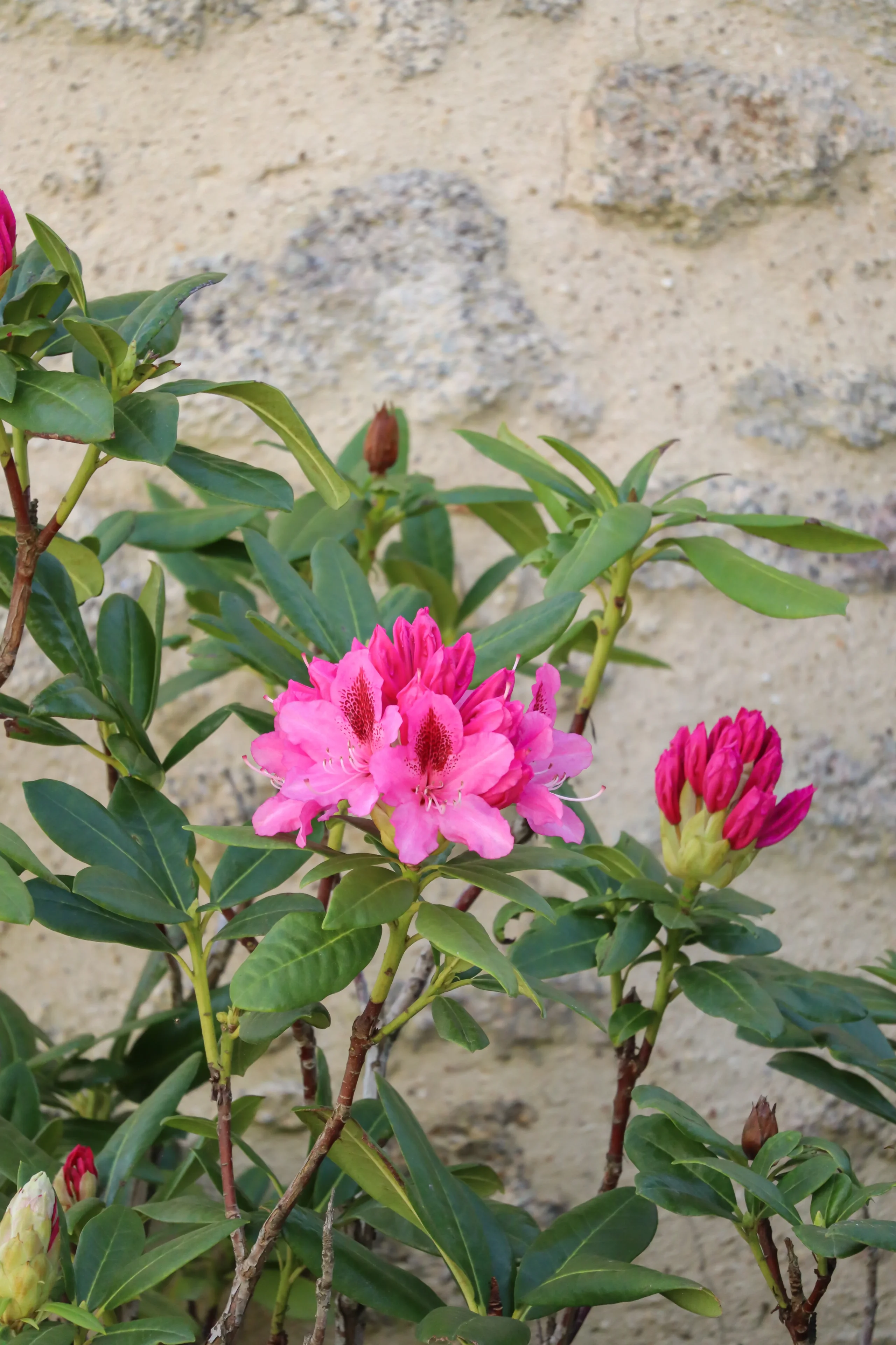 Fleurs roses de rhododendron contre mur en pierre
