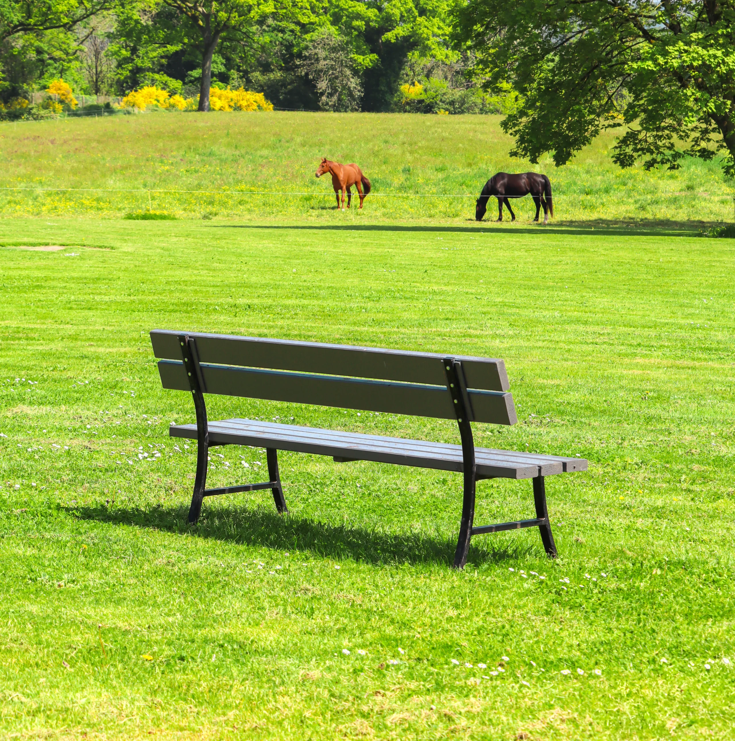 Banc face à deux chevaux au pré