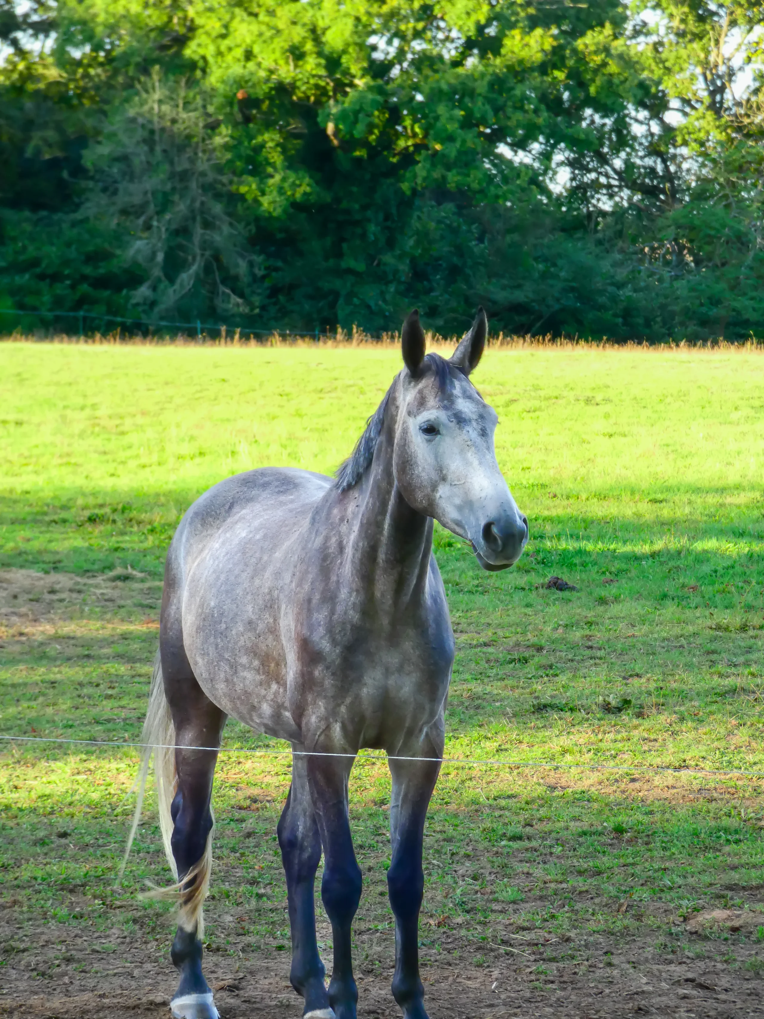Cheval gris dans un pré verdoyant