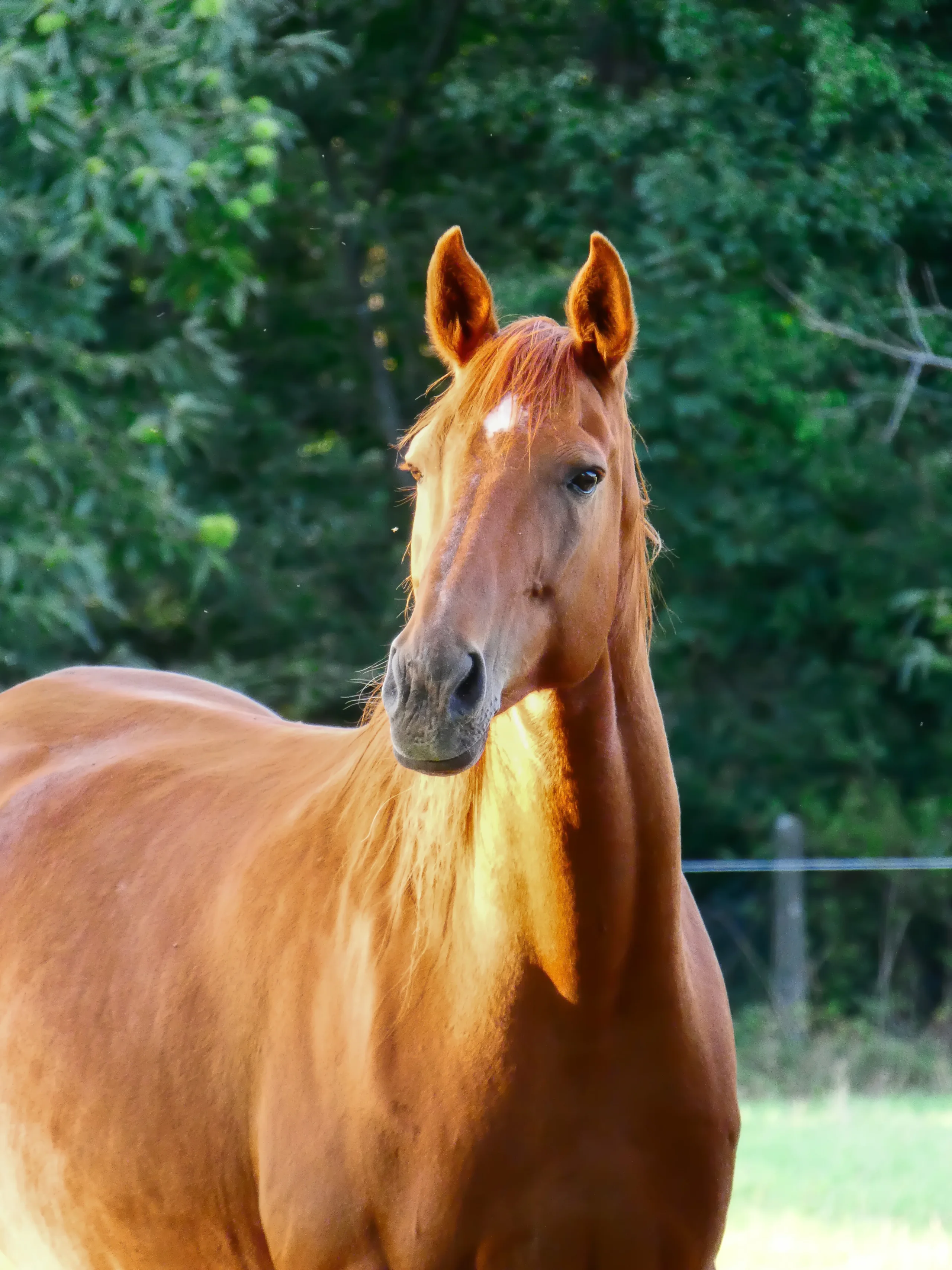 Cheval alezan au regard attentif en extérieur